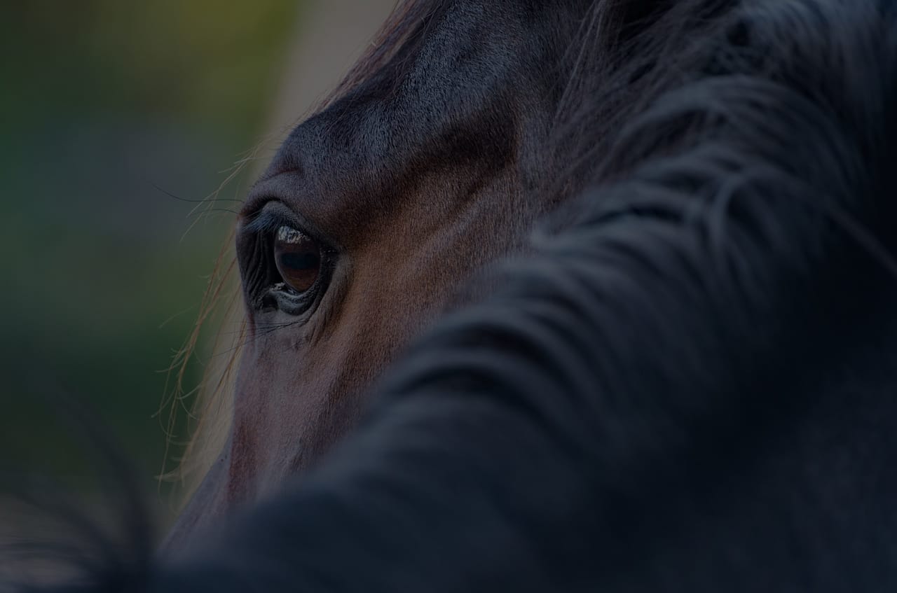 Horse Abuse and Sexual Assault