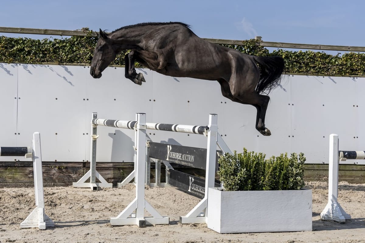 The Youhorse.auction Easter Collection