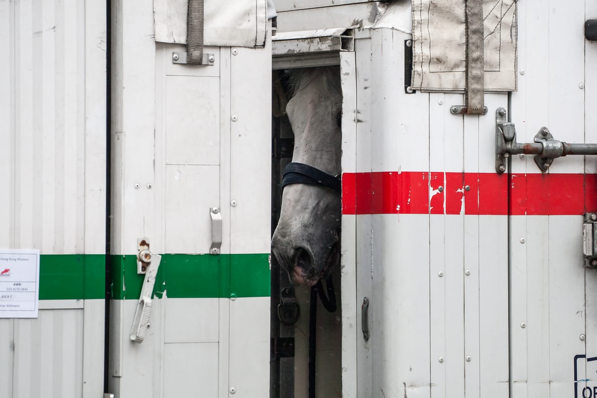 Maastricht Aachen Airport Becomes Key Hub for International Horse Transport
