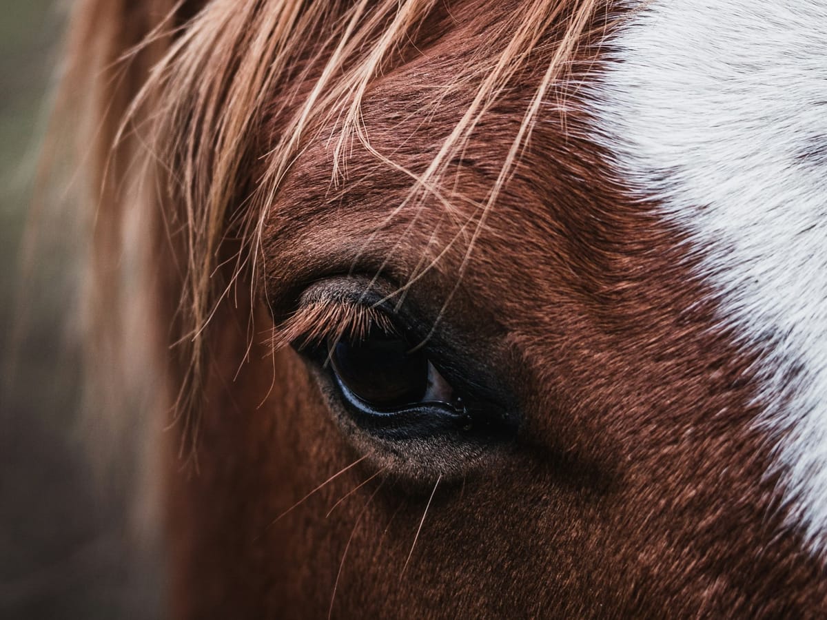 Vanessa Coleman Named Chief Competition and Operating Officer of Equestrian Events, Inc.