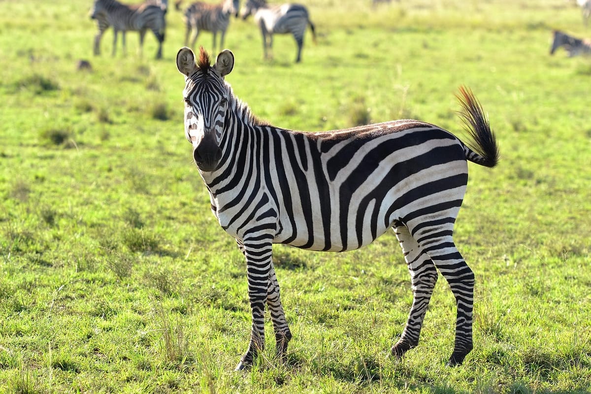 The stripes of a Zebra never fade...