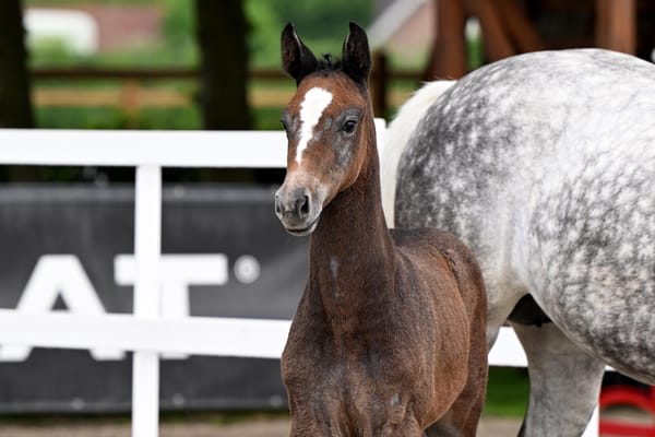 Sensational Sire Debuts at Schockemöhle/Helgstrand Online Foal Auction