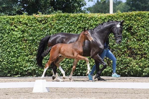 Promising Foals by Verbier and Seraphin