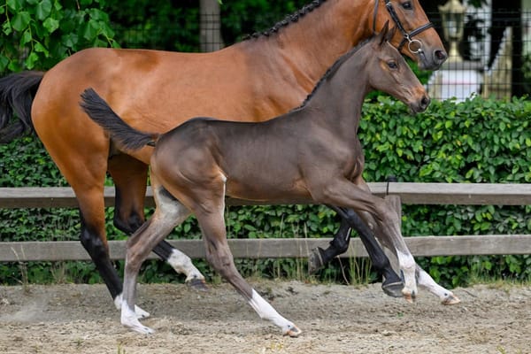 Côte d'Azur HH Z (Cornet Obolensky × Thunder van de Zuuthoeve), a colt out of the legendary Azur HH, the most successful mare in show jumping history. 