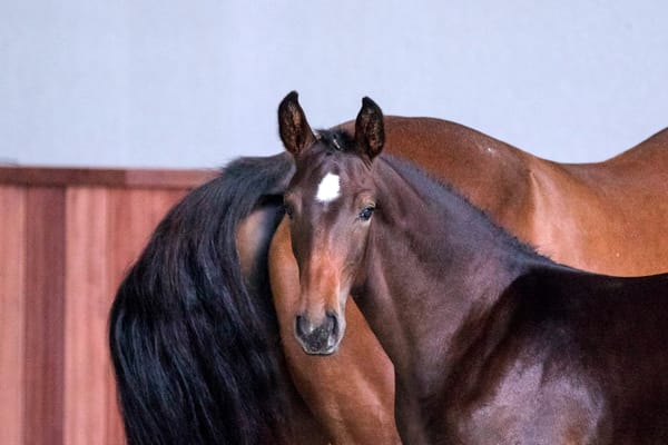 Breeding Privilege in the Modern Stud Industry