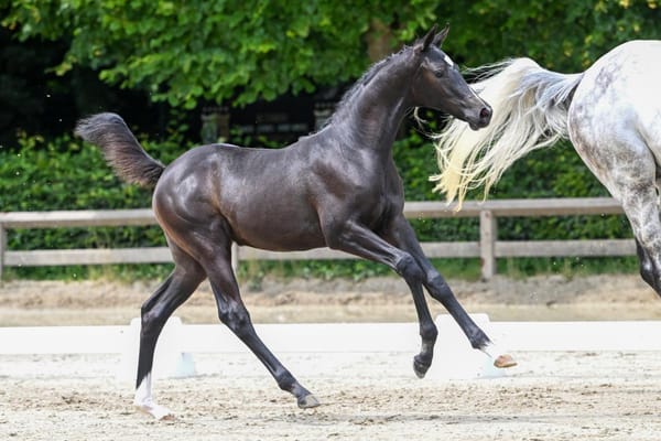 Flanders Foal Auction Heads to Peelbergen