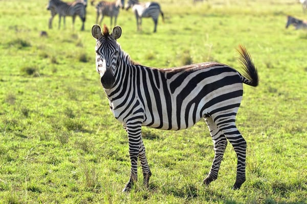 The stripes of a Zebra never fade...
