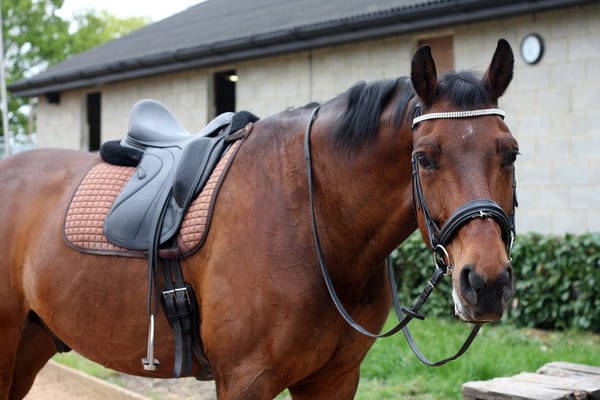 Dressage, dressage, dressage..