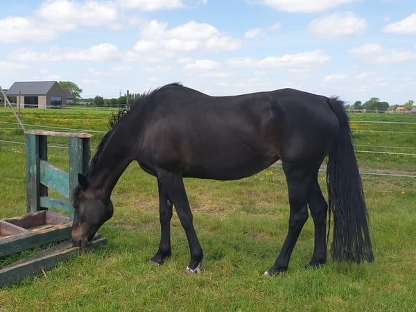 When horses get old