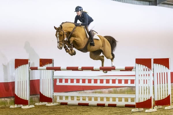 Showjumping horses and breeding in Youhorse.auction winter collection