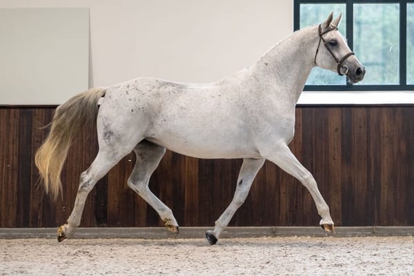 New: Belgian Mare Auction with valuable broodmares