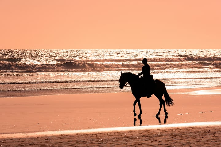 Portugal’s Dancing Horses Recognized by UNESCO