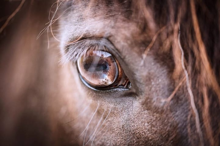 Rider Suspended for Improper Handling of Horses